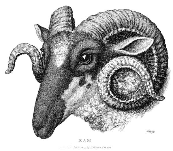 ram-portrait
